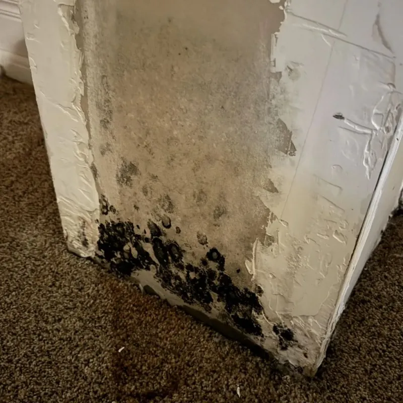 Professional Mold Removal in Bunker Hill, IL